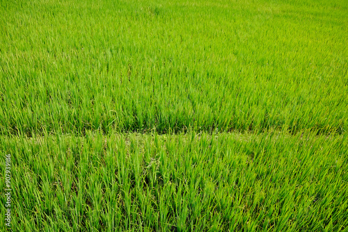 agriculture of greenery paddy rice terrace field on mountain with sunny in the countryside of Thailand