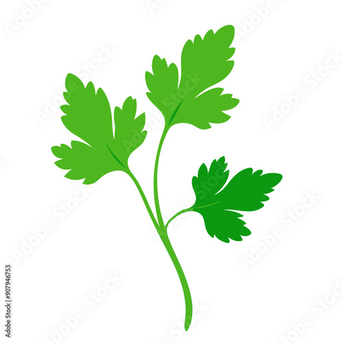 cilantro vegetable for cooking meals. A bright element isolated on white for design. Vector illustration