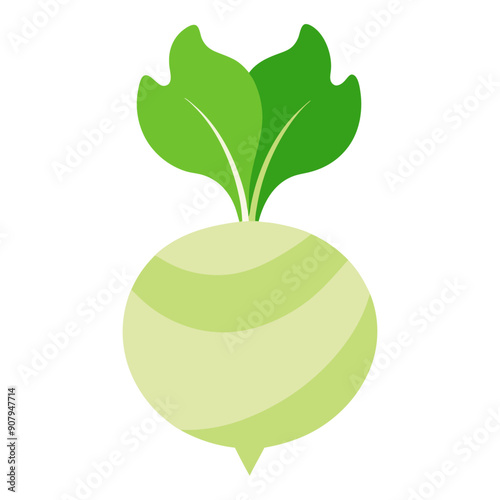 kohlrabi vegetable for cooking meals. A bright element isolated on white for design. Vector illustration