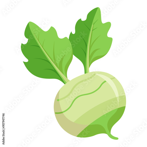 kohlrabi vegetable for cooking meals. A bright element isolated on white for design. Vector illustration