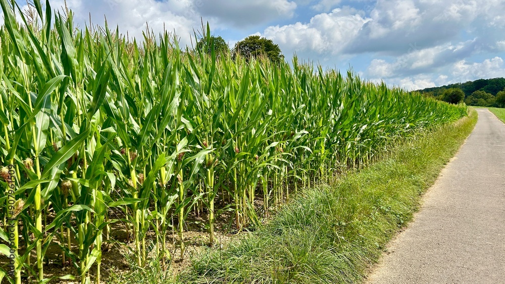a cornfield with young corncobs a cornfield with young corncobs