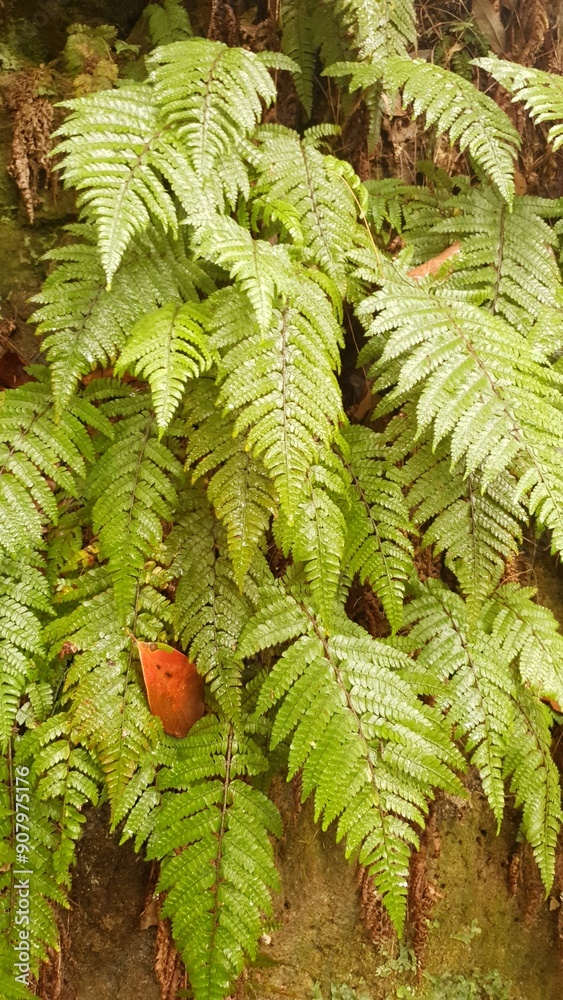 Photo Green wall with fern, phone background, screensaver, Photo Green wall with fern, phone background, screensaver,