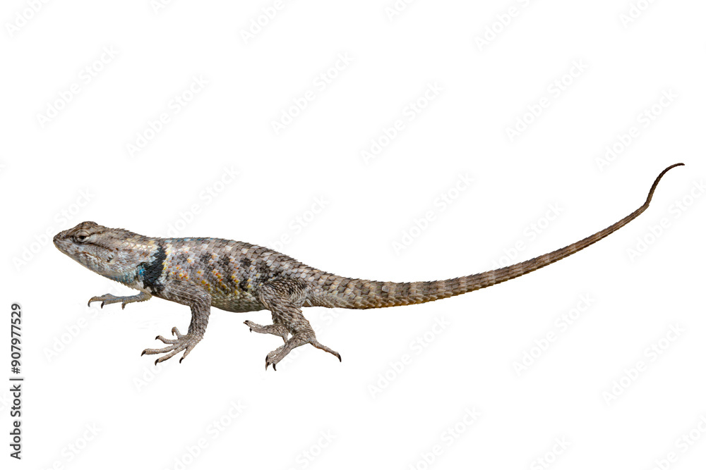 Naklejka premium Yellow-backed Spiny Lizard (Sceloporus uniformis) Photo, on a Transparent. Isolated, PNG, Copy Space Background