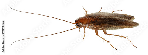 German Cockroach (Blattella germanica), isolated on 
transparent background