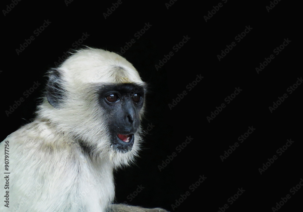 Obraz premium Gray langur or Hanuman langur on the black background. Semnopithecus commonly called the leaf monkey.
