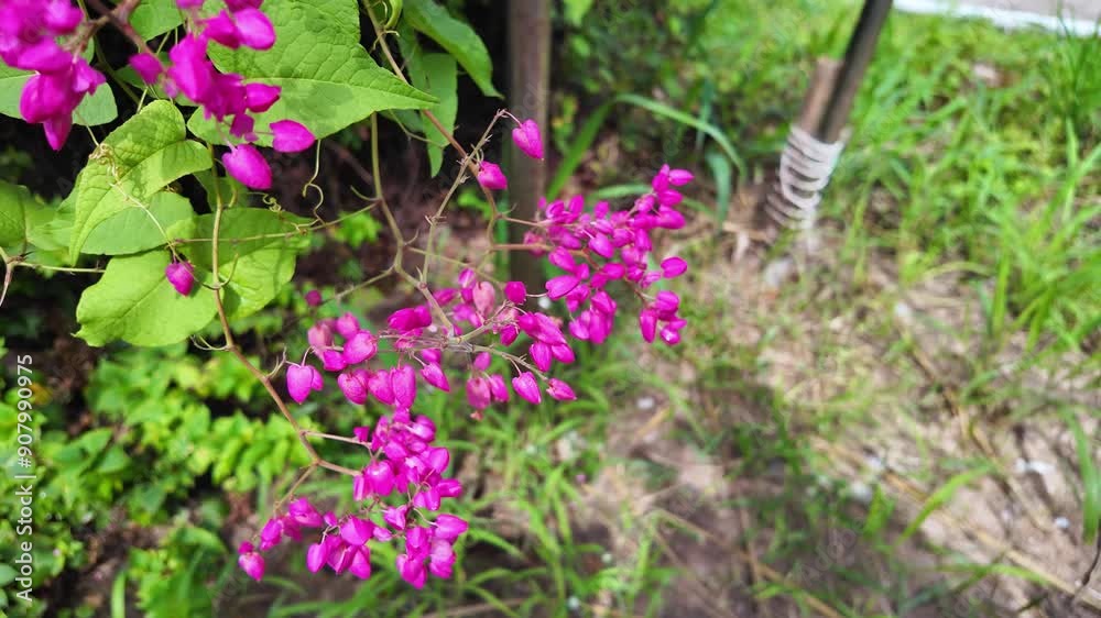 Close-up of vibrant pink flowers Coral Vine, Mexican Creeper blooming amidst lush green foliage in a sunny garden, showcasing natural beauty and vivid colors. Close-up of vibrant pink flowers Coral Vine, Mexican Creeper blooming amidst lush green foliage in a sunny garden, showcasing natural beauty and vivid colors.