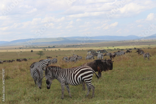 zebras in the savannah