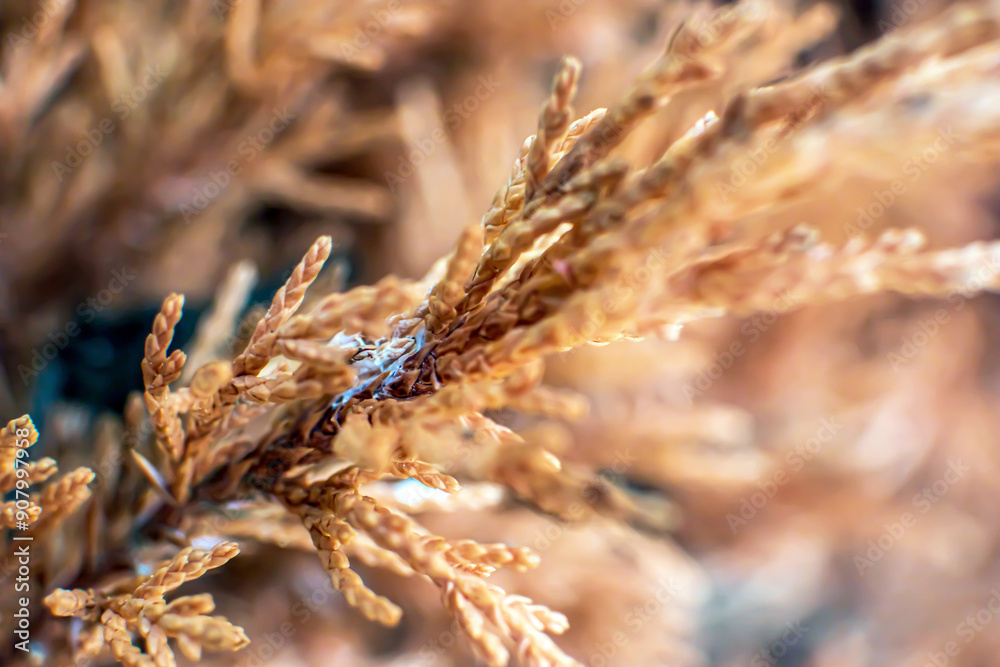macro shot, close up of dry grass in autumn macro shot, close up of dry grass in autumn