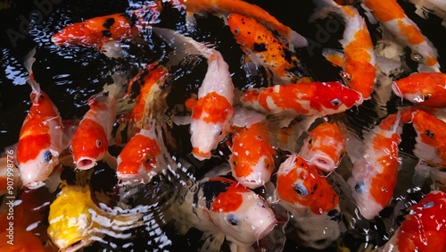 Top view of colorful Koi fishes or Japanese Koi carp swimming in the healthy lake.  photo