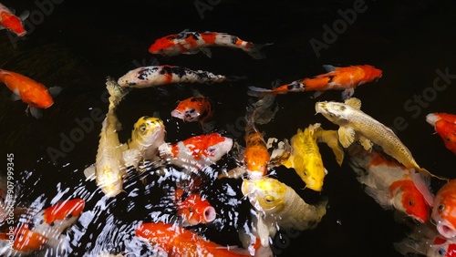 Top view of colorful Koi fishes or Japanese Koi carp swimming in the healthy lake. photo