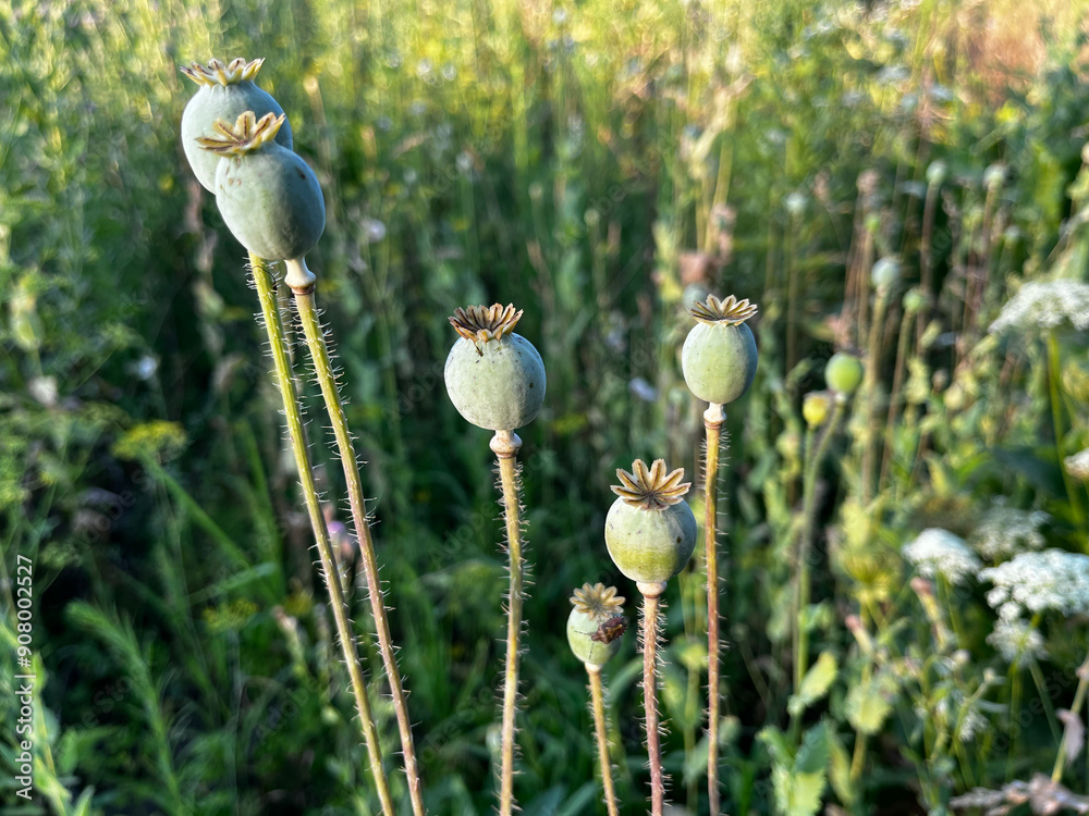 A bunch of poppy flowers are in a field. The flowers are in various stages of bloom, with some fully open and others still closed. The field is lush and green, with a mix of grass and weeds A bunch of poppy flowers are in a field. The flowers are in various stages of bloom, with some fully open and others still closed. The field is lush and green, with a mix of grass and weeds