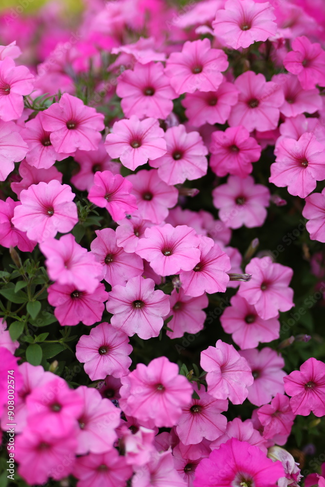 A bunch of pink flowers with a purple background. The flowers are in full bloom and are arranged in a way that makes them look like they are in a garden. Scene is one of beauty and tranquility A bunch of pink flowers with a purple background. The flowers are in full bloom and are arranged in a way that makes them look like they are in a garden. Scene is one of beauty and tranquility