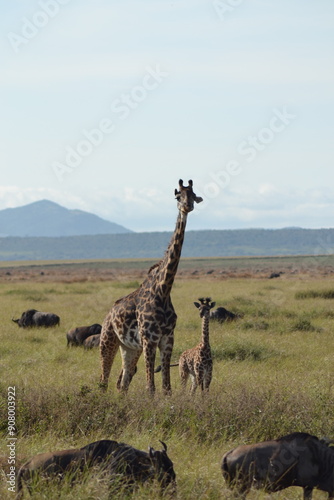 Photography safari giraffes