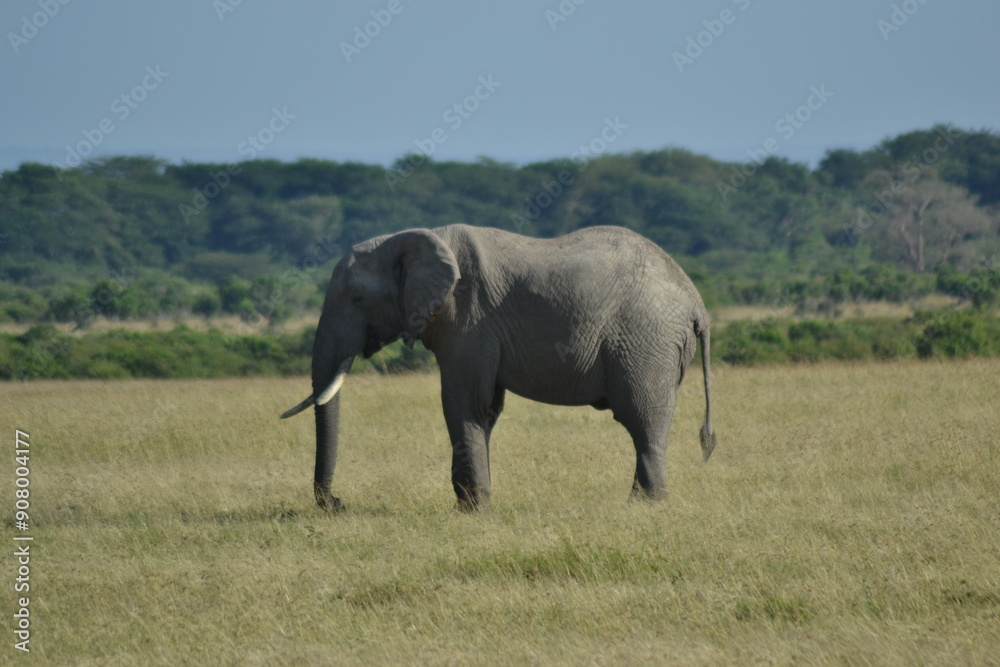 Fototapeta premium safari elephant 
