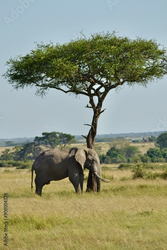 Photography safari elephant