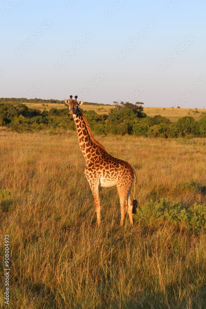 Obraz premium sunrise safari giraffe