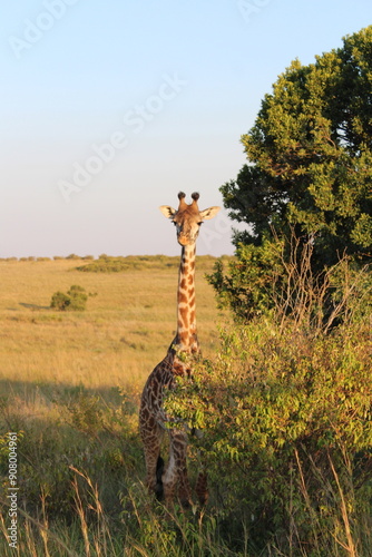 Canvas Print sunrise safari giraffe