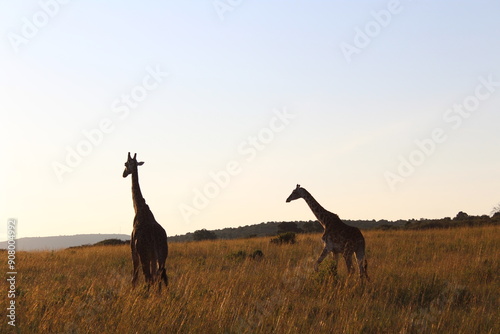 Canvas Print sunrise safari giraffes
