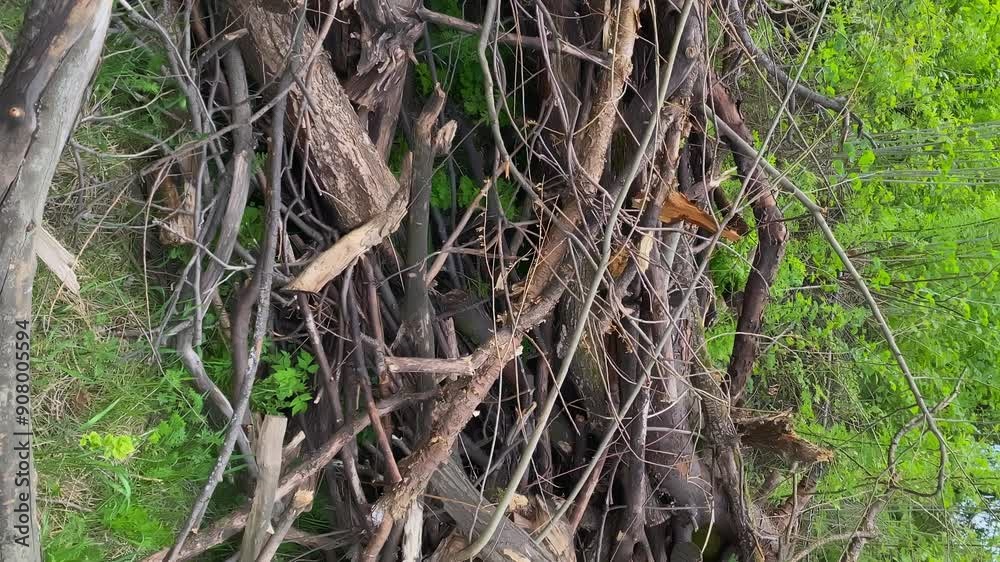 pile of old branches. wooden debris. slow motion video. vertical video. high quality 4K footage pile of old branches. wooden debris. slow motion video. vertical video. high quality 4K footage