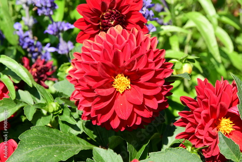 France, Roisey, Loire. Flowers with several colors in summer.