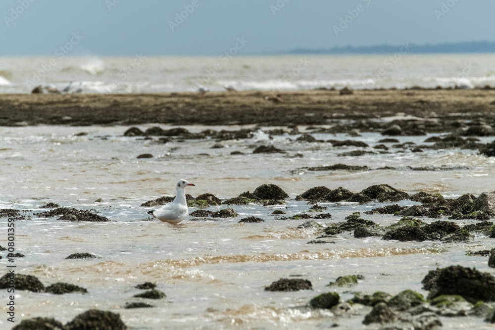 Solitary seagull on sea rocks with waves crashing in serene coastal setting. Solitary seagull on sea rocks with waves crashing in serene coastal setting.