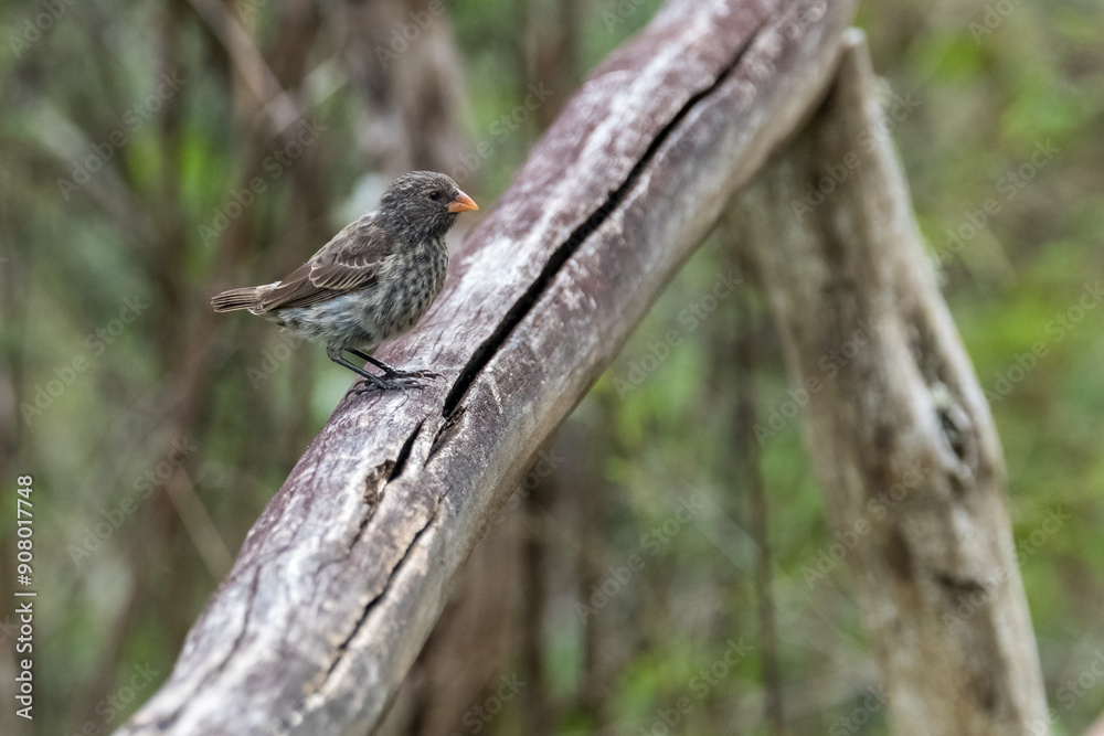 Bird perches on weathered branch, delicate feathers against blurred background