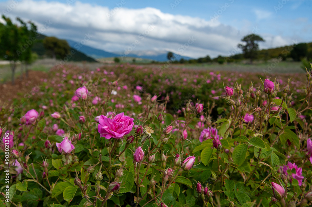 Isparta rose, rose, flower, pink, nature, garden, rose oil Isparta rose, rose, flower, pink, nature, garden, rose oil