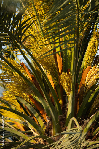 A bunch of Dates fruits flowers, Bahrain photo