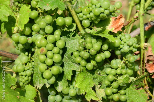 France, Chavanay, Loire. Vineyard and grape landscape in summer.