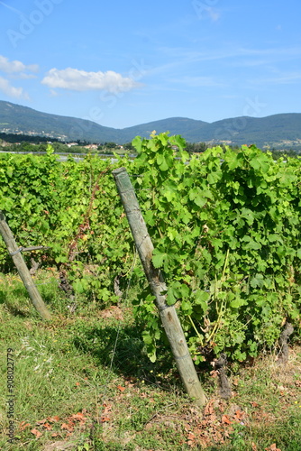 France, Chavanay, Loire. Vineyard and grape landscape in summer.