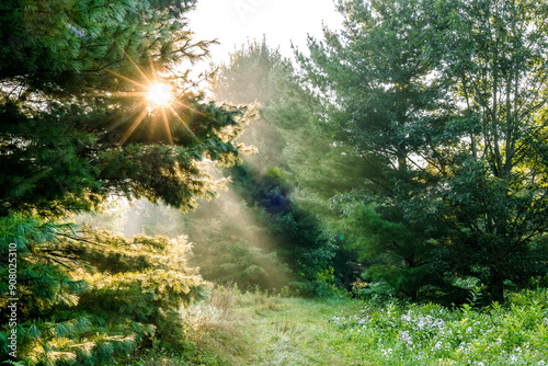 A trail through pine trees with a sunburst and sun beams on a foggy morning in the summer.