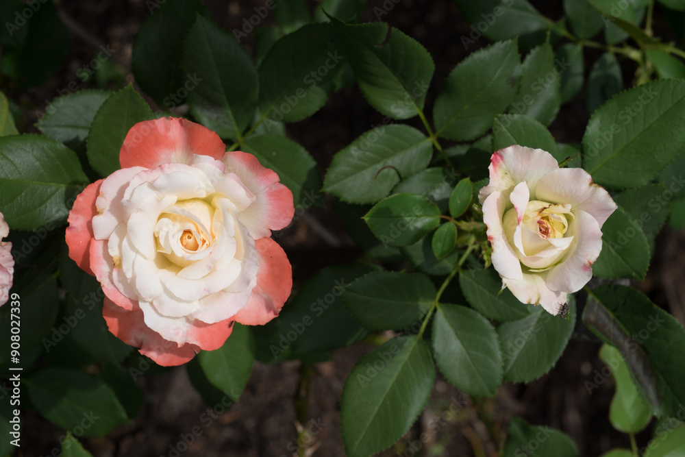 Blooming Roses: One Fully Bloomed and One Partially Budded, Dark Green Leaves Blooming Roses: One Fully Bloomed and One Partially Budded, Dark Green Leaves