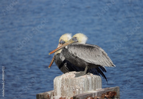 Brown Pelicans Cedar Key Florida