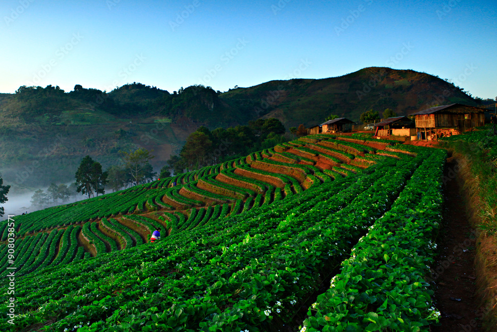 Fototapeta premium Beautiful scenery of Strawberry Plantation of Doi Angkhang Royal Project in Chiang Mai, Thailand 