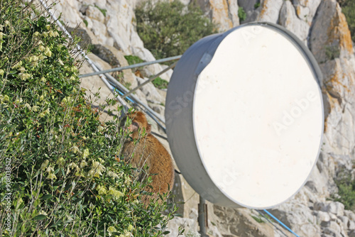 Barbary macaque by a radar dish on Gibraltar photo