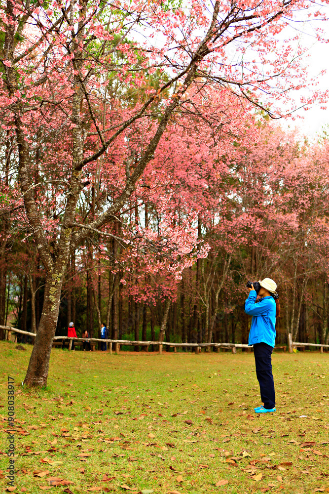 Fototapeta premium Scenic landscape of Wild Himalayan Cherry blossom in Khun Mae Ya, Chiang Mai, Thailand 