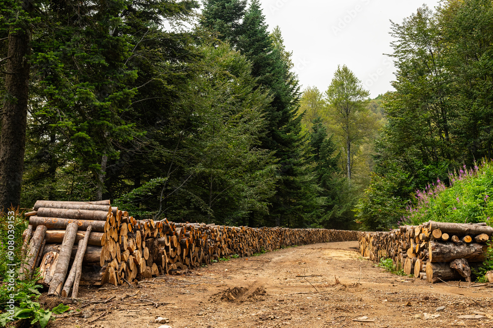 Logs stacked next to dirt road in woods, logging for timber industry Logs stacked next to dirt road in woods, logging for timber industry