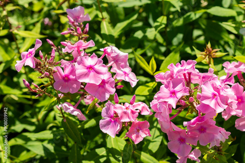 Phlox Paniculata Elisabeth Arden plant in Saint Gallen in Switzerland photo