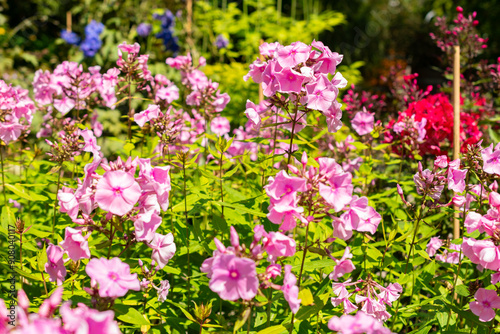 Phlox Paniculata Elisabeth Arden plant in Saint Gallen in Switzerland photo