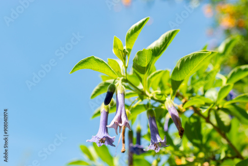 Фотография Blue angels trumpet or Lochroma Australe plant in Saint Gallen in Switzerland
