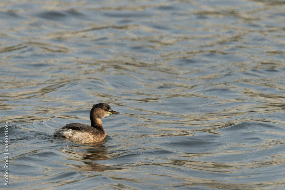 Little grebe swimming at Tubli bay, Bahrain Little grebe swimming at Tubli bay, Bahrain