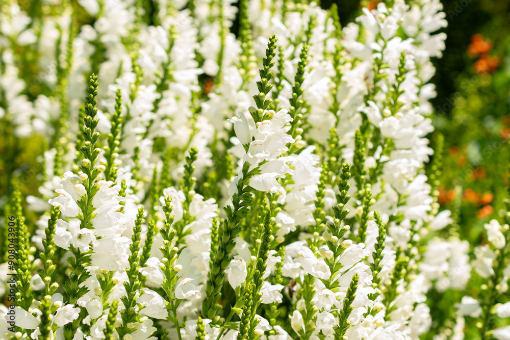False dragonhead or Physostegia Virginiana plant in Saint Gallen in Switzerland
