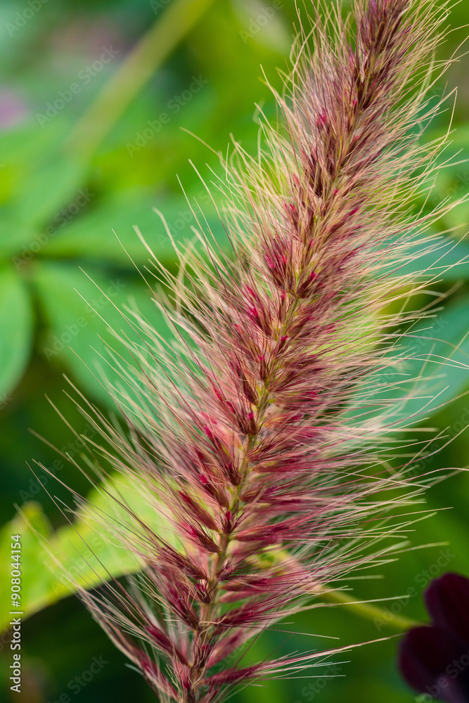 Feathery Plumes of Ornamental Grass: Close-up of Colorful Foxtail Barley. Delicate Pink and Green Textures in a Natural Garden Setting