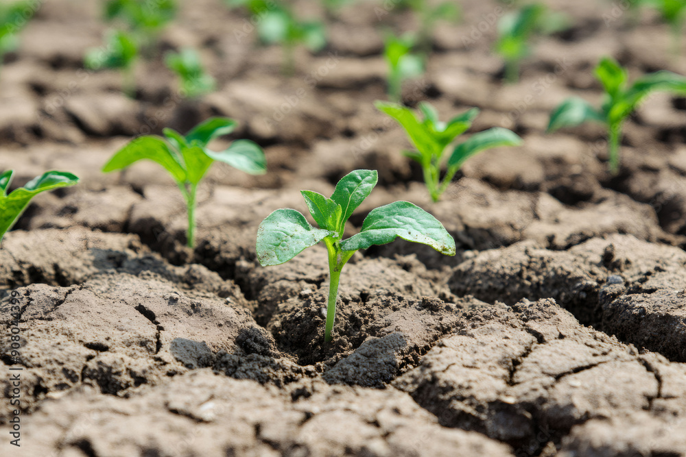 Green plants growing in a dry soil ground. Green plants growing in a dry soil ground.