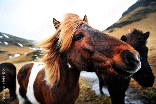 Retrato de caballo islandés