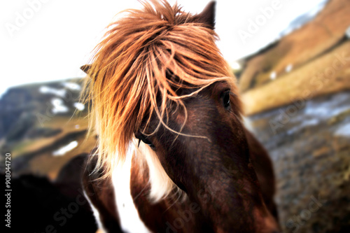 Caballo islandés retrato 