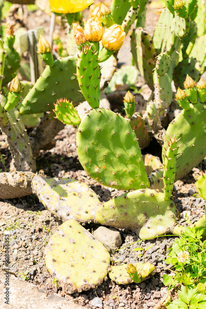 Devils tongue or Opuntia Humifusa cactus in Saint Gallen in Switzerland Devils tongue or Opuntia Humifusa cactus in Saint Gallen in Switzerland