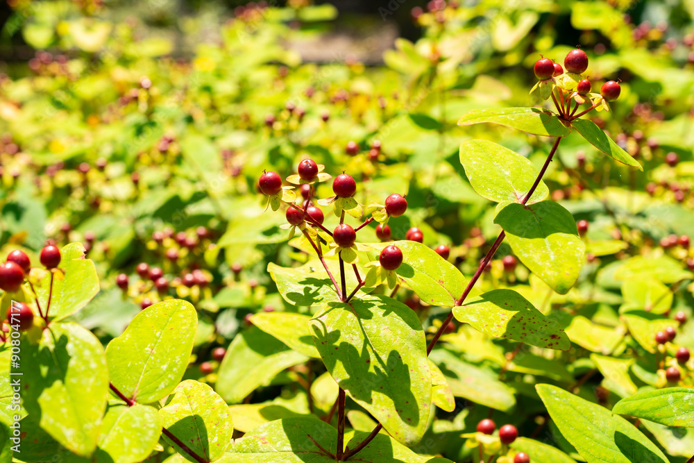 Shrubby Saint Johns wort or Hypericum Androsaemum plant in Saint Gallen in Switzerland Shrubby Saint Johns wort or Hypericum Androsaemum plant in Saint Gallen in Switzerland