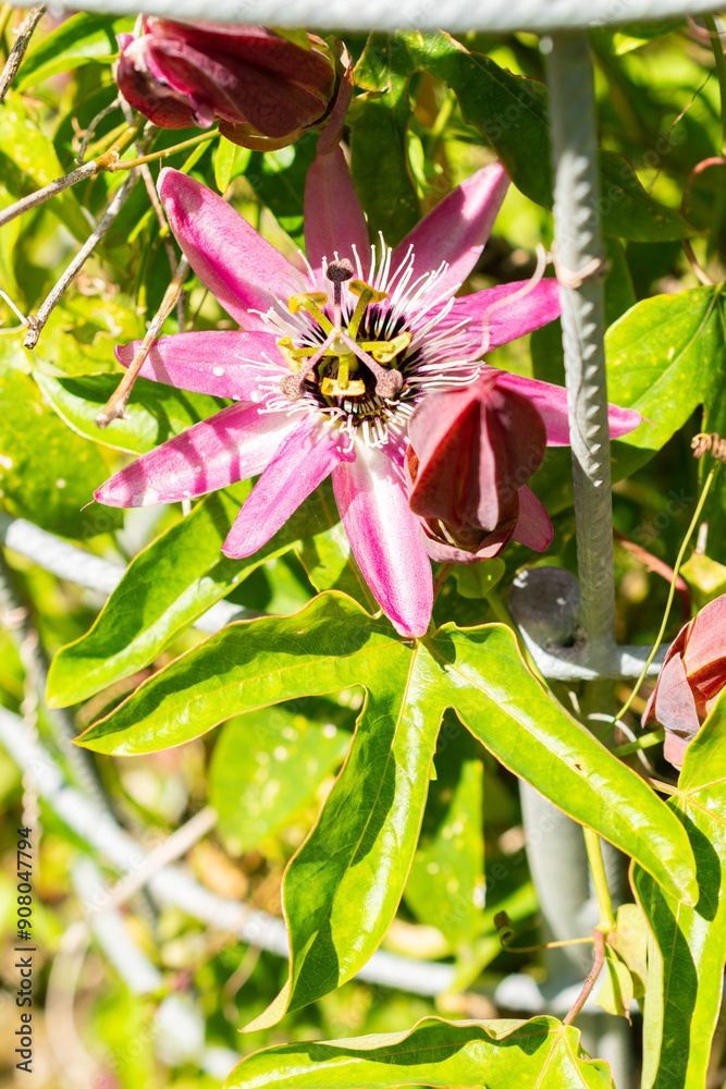 Obraz premium Violet passion flower or Passiflora X Violacea plant in Saint Gallen in Switzerland