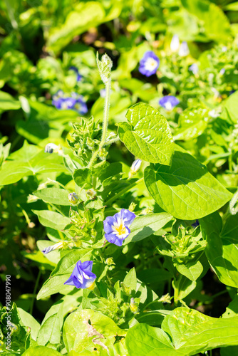 Dwarf morning glory or Convolvulus Tricolor plant in Saint Gallen in Switzerland photo